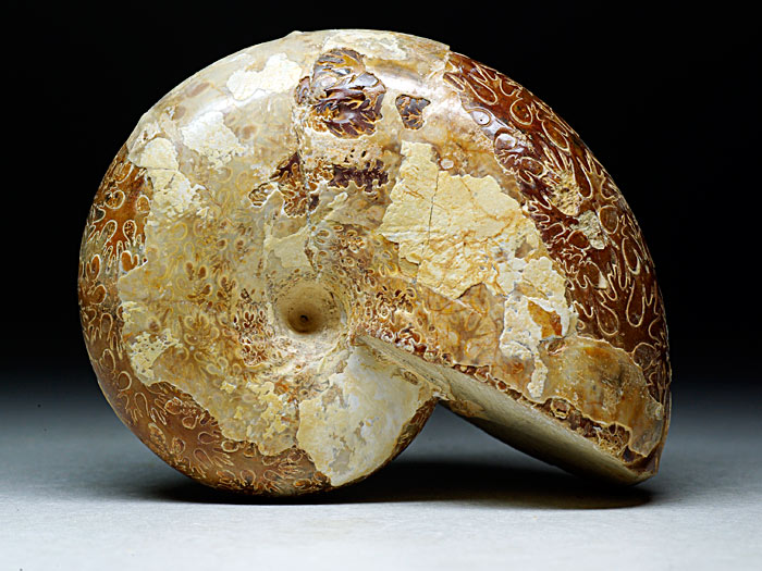 Ammonit aus Madagaskar