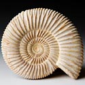 versteinerte Ammoniten aus Madagaskar, Perisphinctes