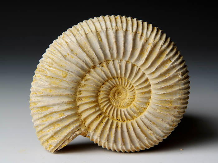 Ammonit aus Madagaskar