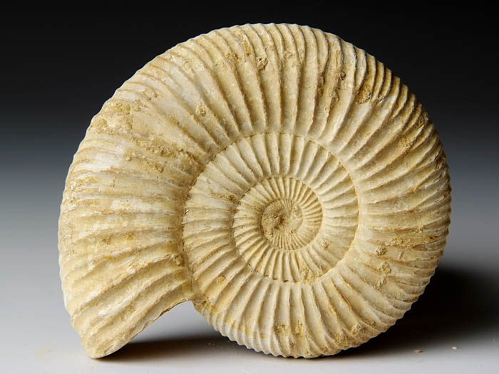 Ammonit aus Madagaskar