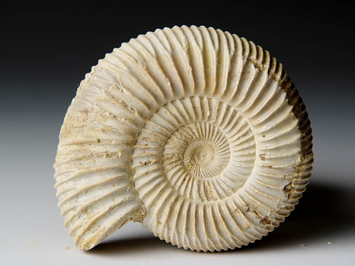 Ammonit aus Madagaskar