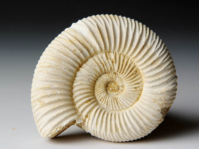 Ammonit aus Madagaskar