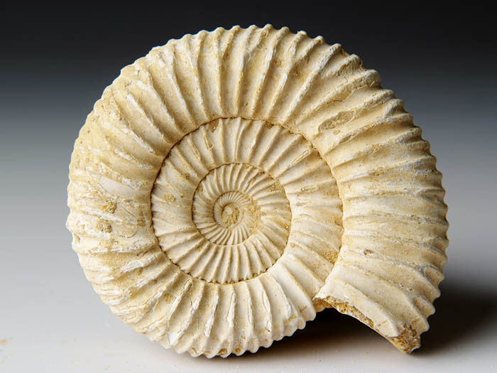Ammonit aus Madagaskar