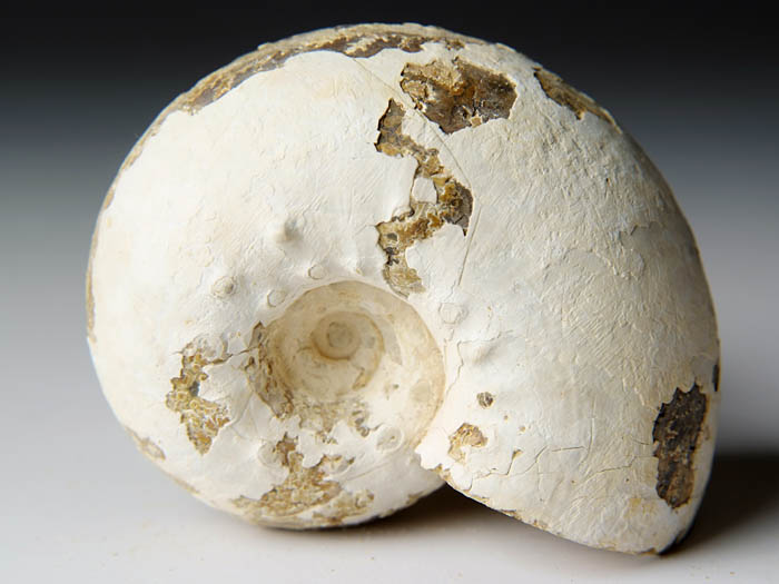 Ammonit aus Madagaskar