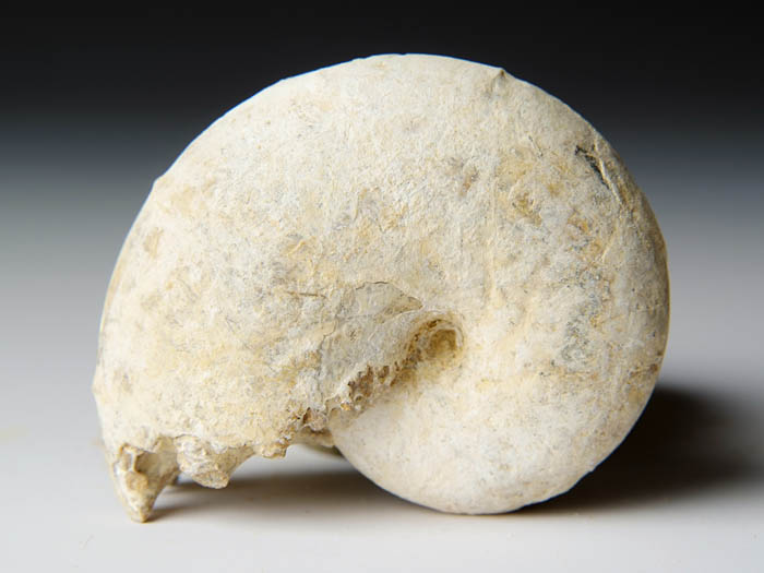 Ammonit aus Madagaskar
