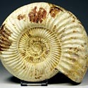 groe naturbelassene Ammoniten aus Madagaskar
