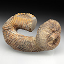 Heteromorpher Ammonit, Nostoceras malagasyense