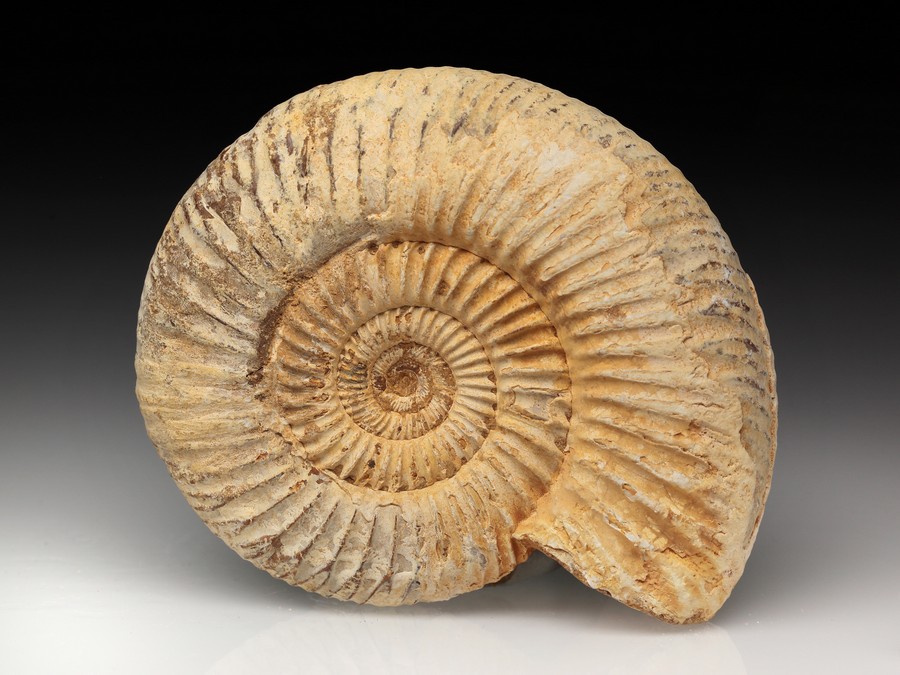 Divisosphinctes (Perisphinctes)