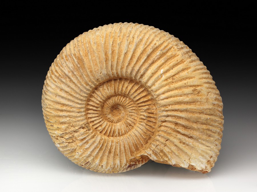 Divisosphinctes (Perisphinctes)