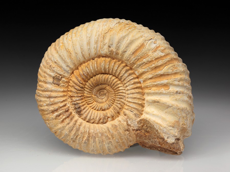 Divisosphinctes (Perisphinctes)