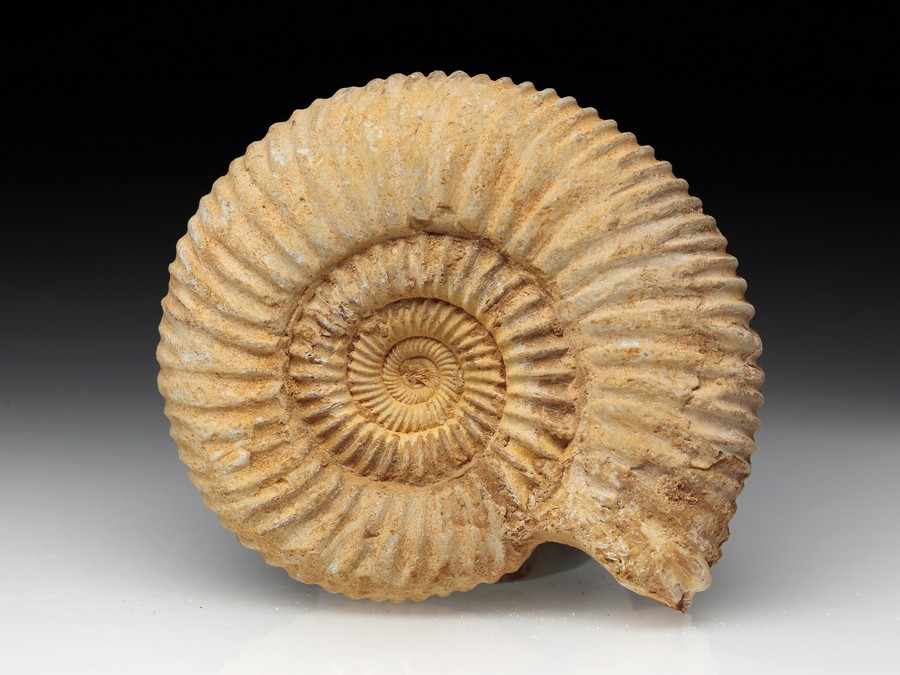 Divisosphinctes (Perisphinctes)