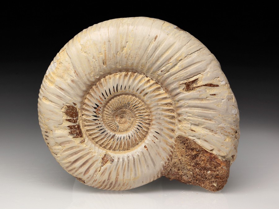 Divisosphinctes (Perisphinctes)