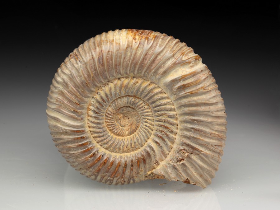 Divisosphinctes (Perisphinctes)