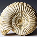 versteinerte Ammoniten aus Madagaskar, Perisphinctes