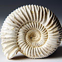 versteinerte Ammonit aus Madagaskar, Perisphinctes