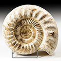 versteinerter Ammoniten aus Madagaskar, Perisphinctes