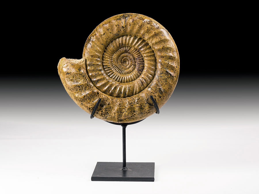 großer Ammonit aus Madagaskar