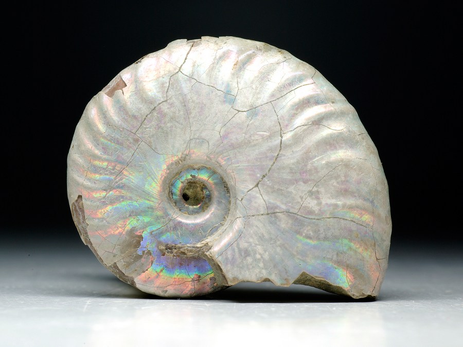Perlmutt-Ammonit (Cleoniceras besairiei)