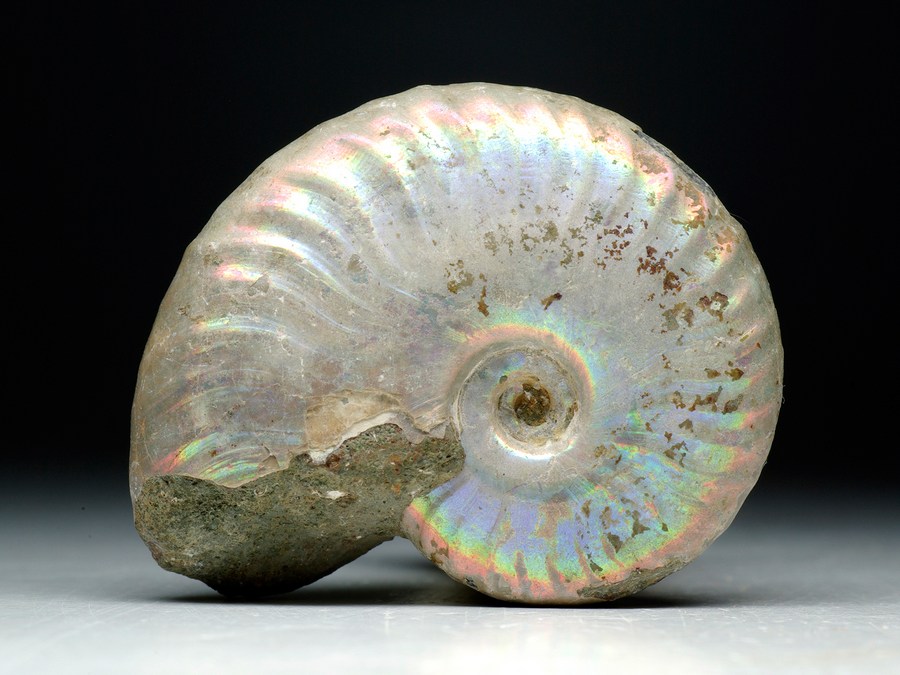 Perlmutt-Ammonit (Cleoniceras besairiei)