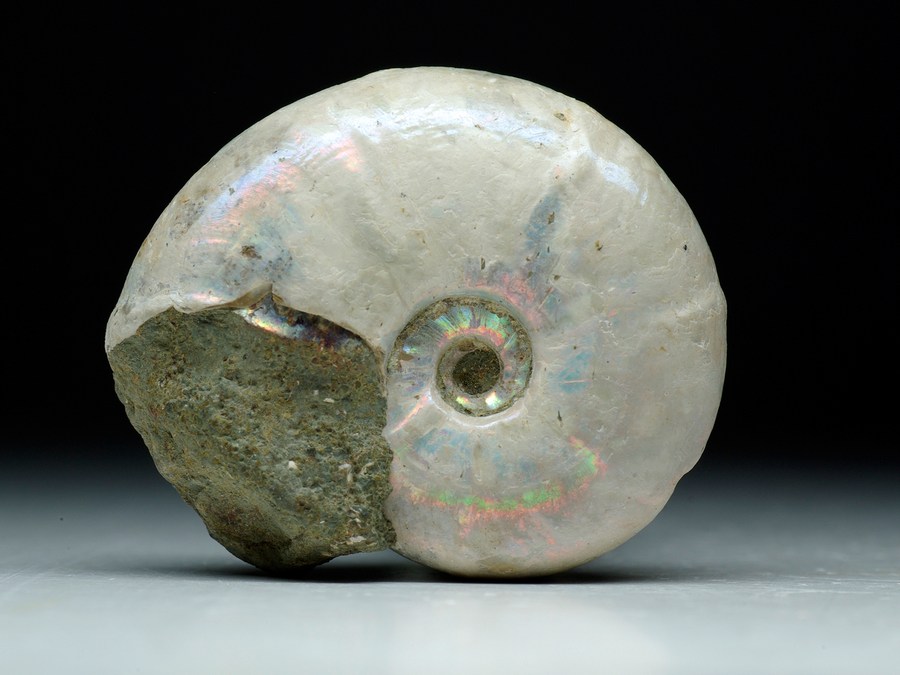 Perlmutt-Ammonit (Desmoceras medium)