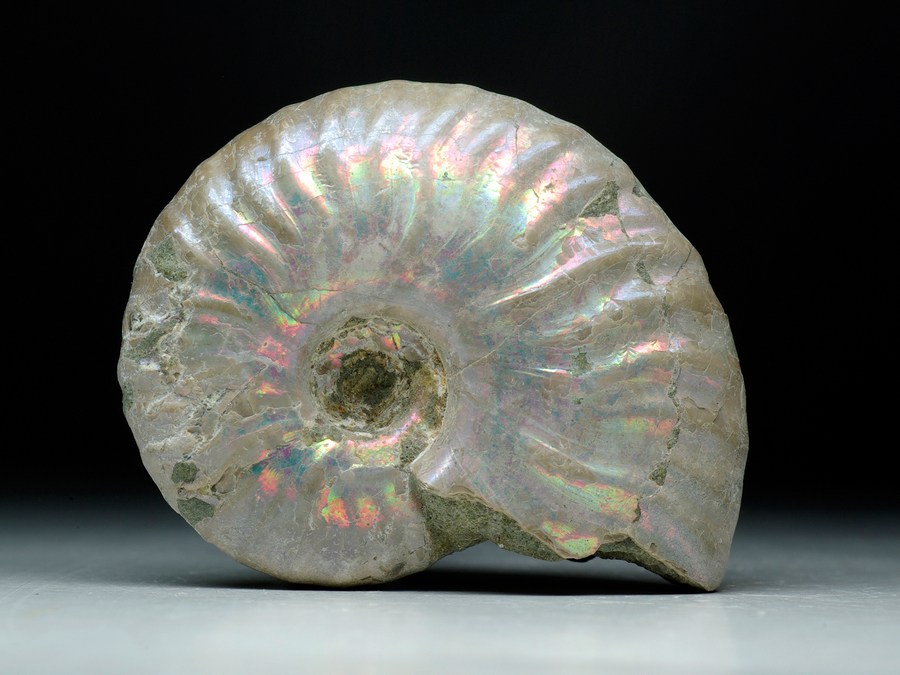 Perlmutt-Ammonit (Pseudosonneratia sakalava)