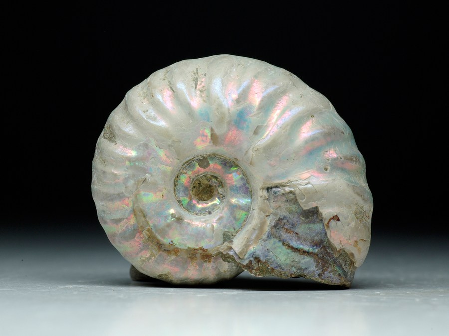 Perlmutt-Ammonit (Pseudosonneratia sakalava)