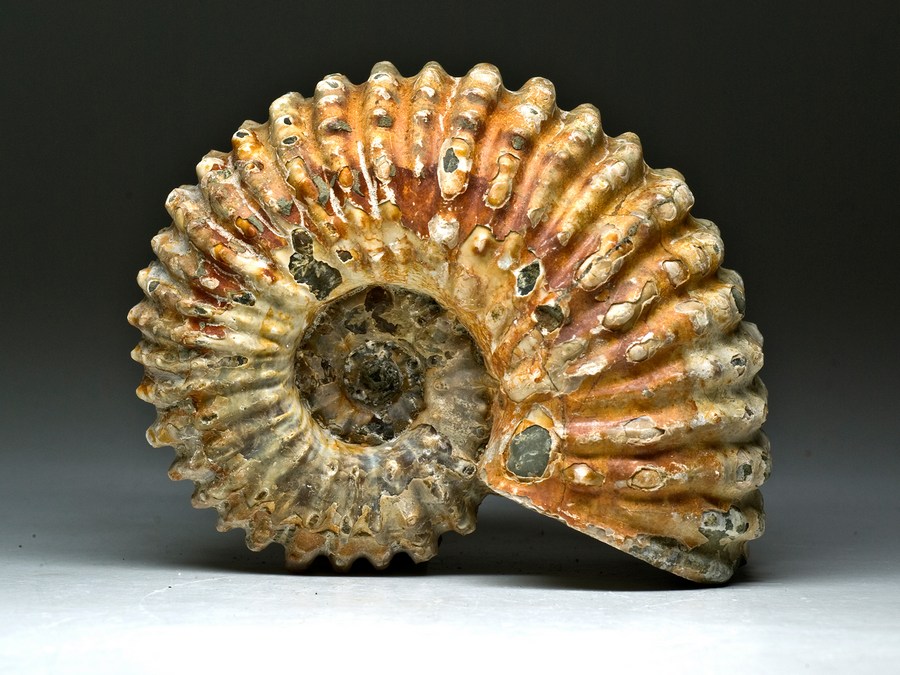 Perlmutt-Ammonit (Douvilleiceras mammillatum)