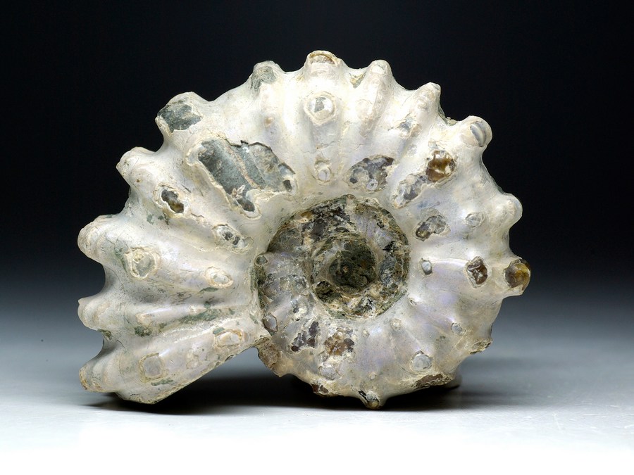 Perlmutt-Ammonit (Douvilleiceras inaequinodum)