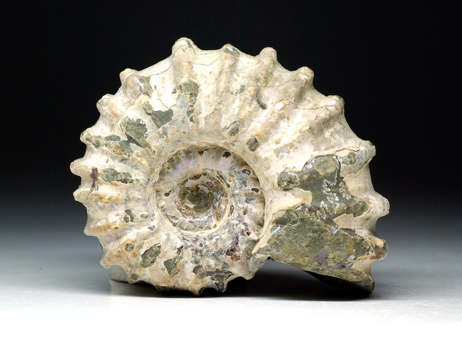 Perlmutt-Ammonit (Douvilleiceras mammillatum)