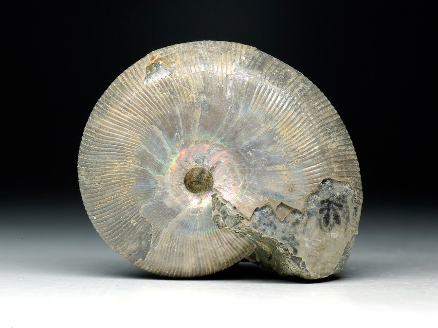 Perlmutt-Ammonit (Phylloceras velledae)