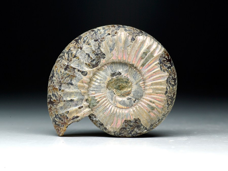 Perlmutt-Ammonit (Perisphinctes sp.)