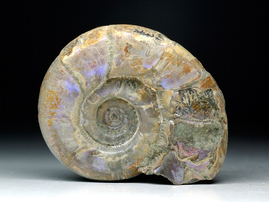 Perlmutt-Ammonit (Eotetragonites umbilicostriatus)