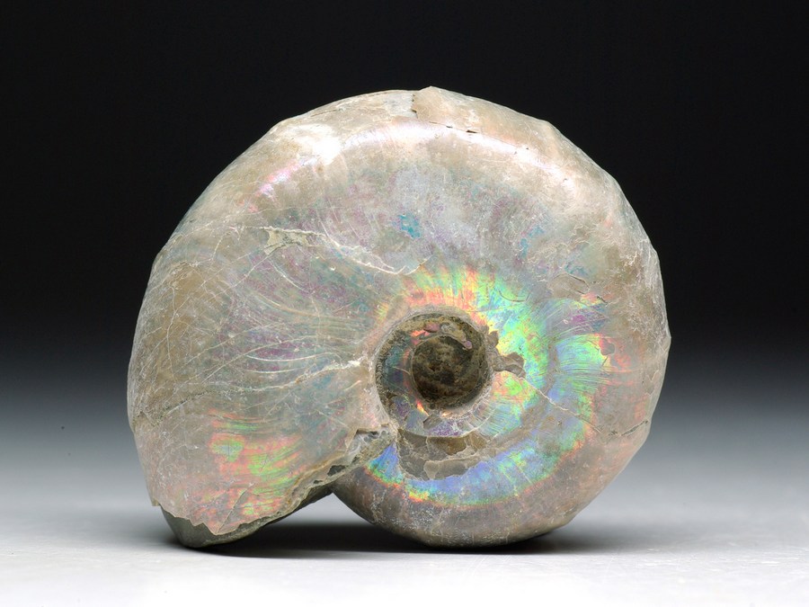 Perlmutt-Ammonit (Desmoceras latidorsatum)