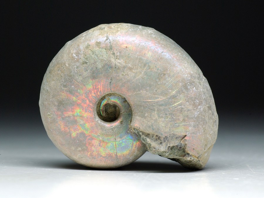 Perlmutt-Ammonit (Desmoceras latidorsatum)