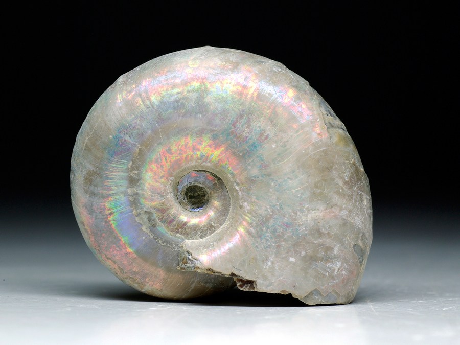 Perlmutt-Ammonit (Desmoceras medium)