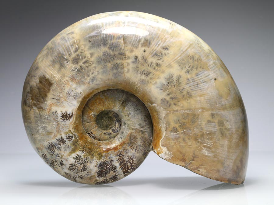 Perlmuttammonit aus Madagaskar