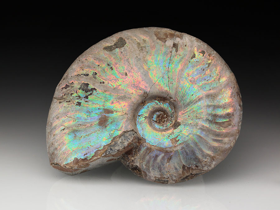 Cleoniceras besairiei