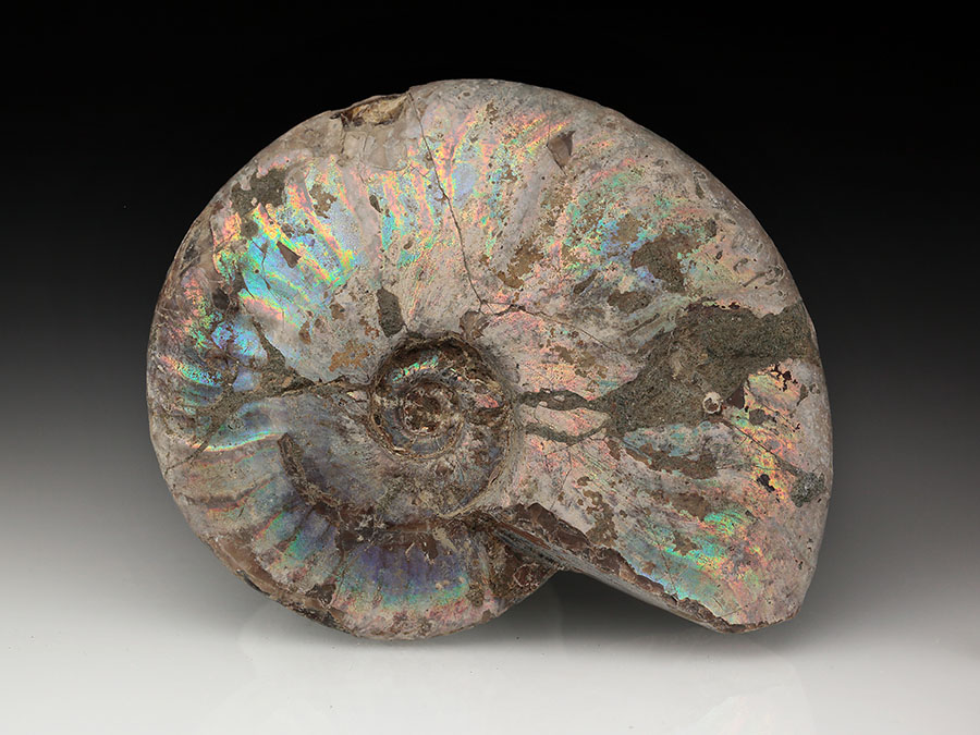 Cleoniceras besairiei