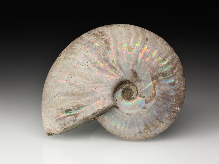 Cleoniceras besairiei