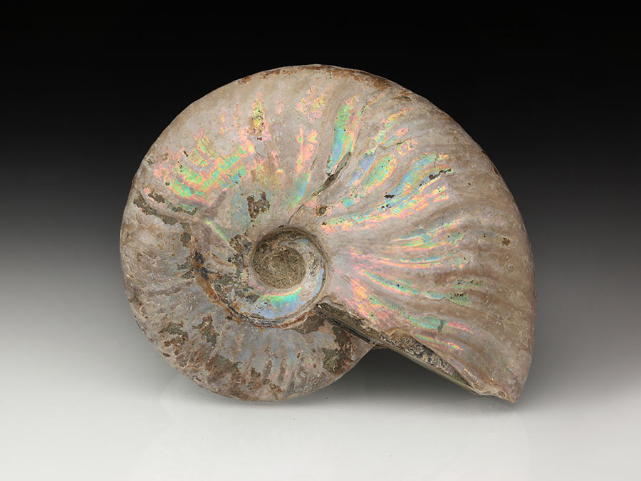 Cleoniceras besairiei