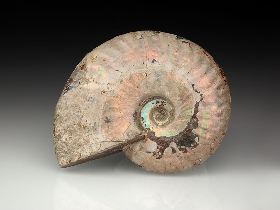 Cleoniceras besairiei