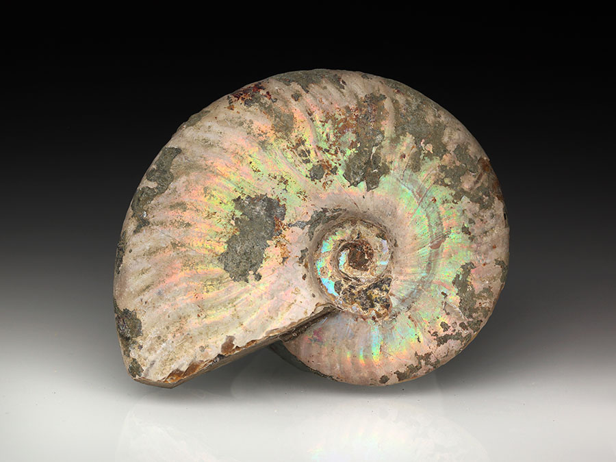 Cleoniceras besairiei