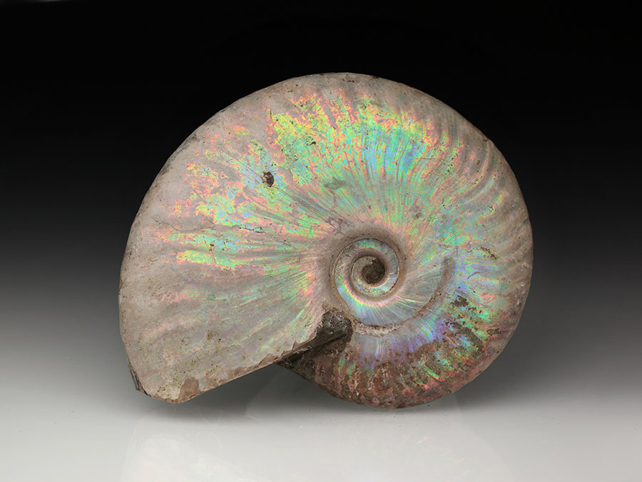 Cleoniceras besairiei