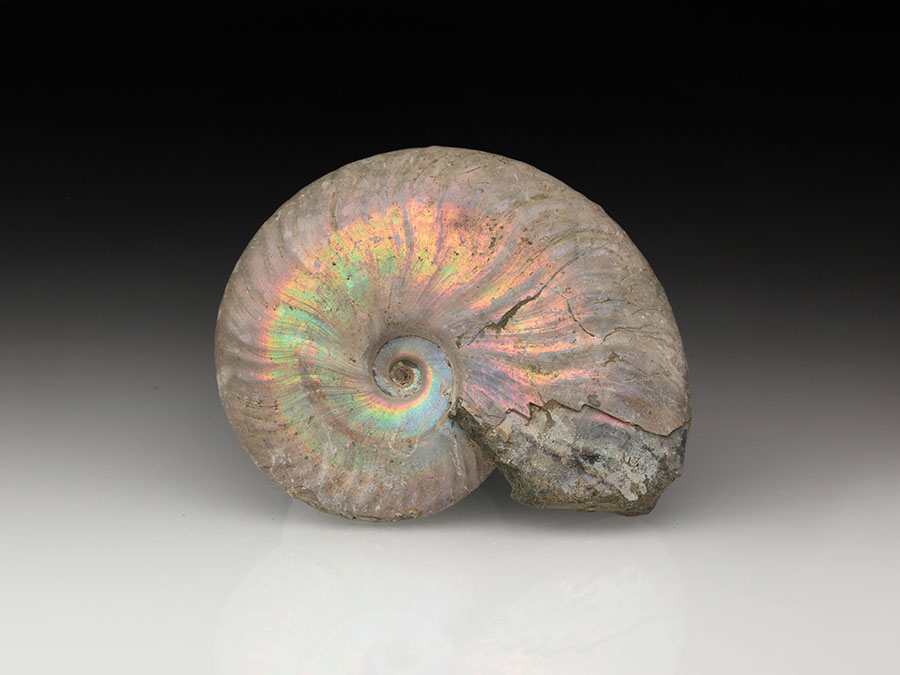 Cleoniceras besairiei