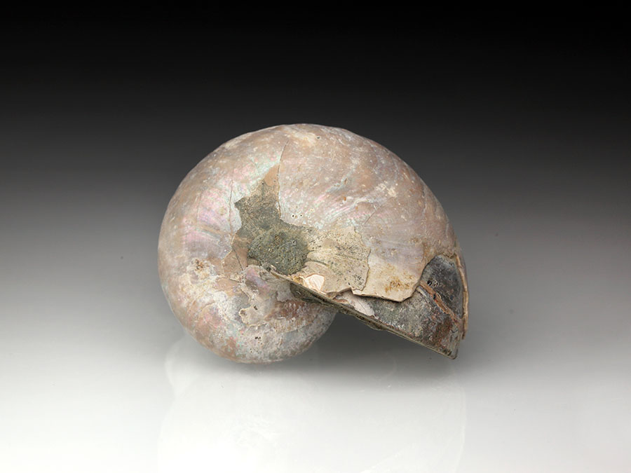 Nautilus