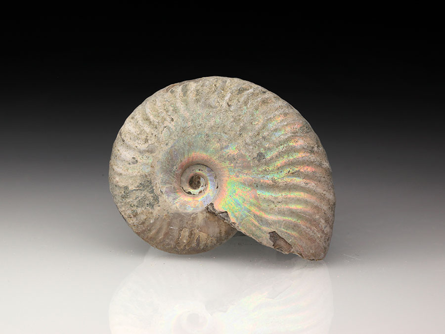 Cleoniceras besairiei