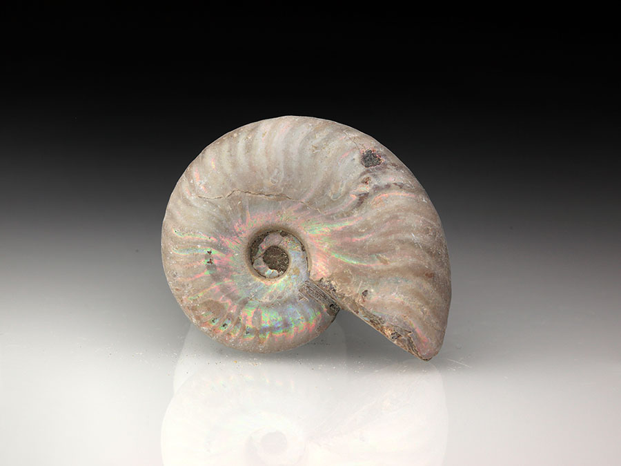 Cleoniceras besairiei