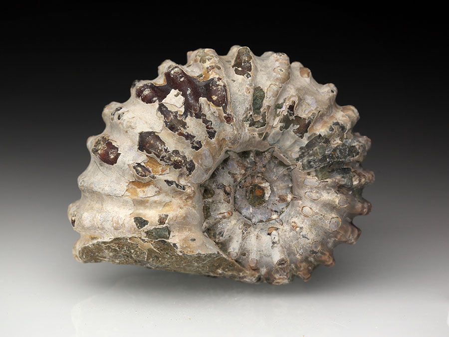 Douvilleiceras mammillatum