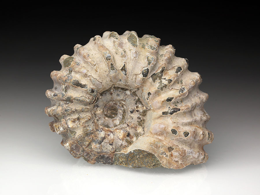 Douvilleiceras mammillatum