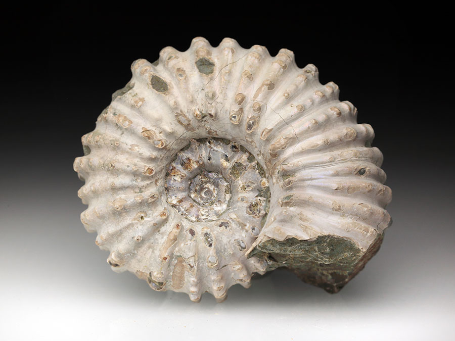 Douvilleiceras mammillatum